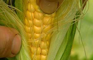 Sweetcorn