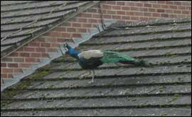 A peacock on the roof in Standish