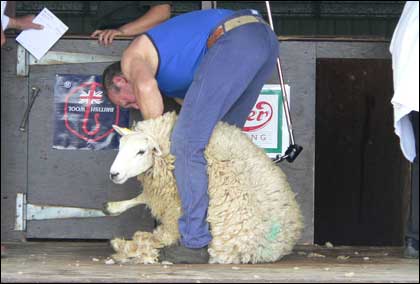 Sheep shearing