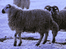 sheep