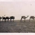 Camel train crossing LG (landing ground) 224