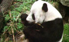 Giant panda eating bamboo ©BBC