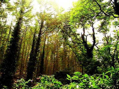 The woods