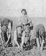 Potato Picking