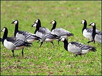 Barnacle Geese