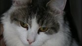 My cat