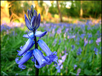 Bluebells in Woodley