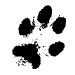 Patch's paws