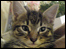 Producer Laura's cat Hiro