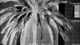 Palm tree negative...