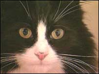 Black and white cat