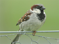 A House Sparrow. Photo: Nigel Blake