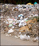 Rubbish dumped in Kibera, Africa