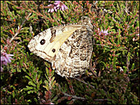 A mottled beige butterfly