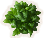 Basil (Sweet Genovese)