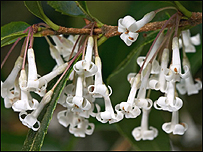 Osmanthus heterophyllus
