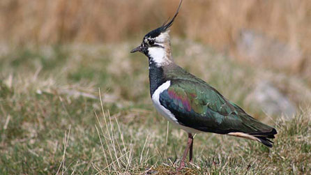 Lapwing