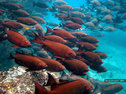 Indian ocean reef fish