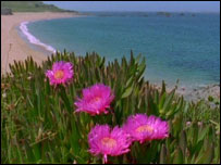 Jersey beach and flowers