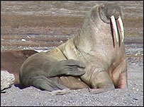 Walrus, Svalbard