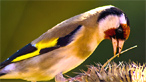 A goldfinch