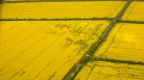 Rape fields