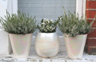 Winter pots