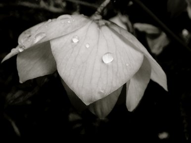 Crying Beauty
