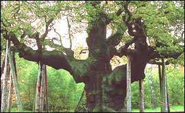 The Major Oak - Sherwood Forest