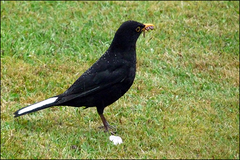 Blackbird | Paul Johnson