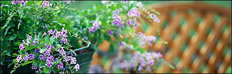 Hanging basket