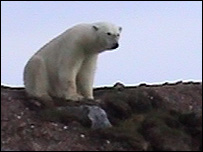 Polar Bear, Svalbard
