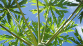 Guava tree