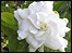 Gardenia Jasminoides