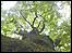 oak tree