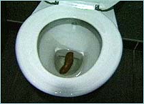 Faeces in a toilet bowl