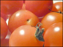 Tomatoes