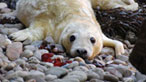 Grey seal pup on Holyhead
