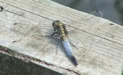 A dragonfly resting