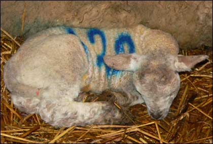 Lamb