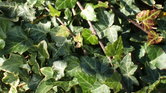 Green ivy
