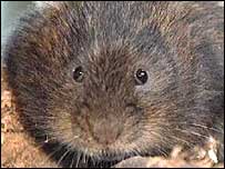 Water vole