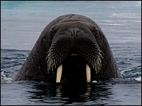Walrus in Arctic Ocean, Svalbard