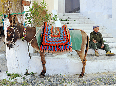 A donkey