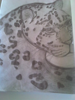 Leopard