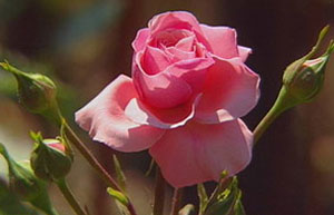 Pink rose