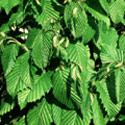Carpinus betulus, Hornbeam