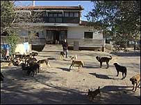 Greek house with dogs