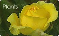 Plants (image: rose)