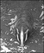 Badger